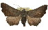  ( - 11ANIC-01682)  @15 [ ] CreativeCommons - Attribution (2011) ANIC/CBG Photography Group Centre for Biodiversity Genomics