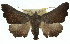  ( - 11ANIC-01684)  @14 [ ] CreativeCommons - Attribution (2011) ANIC/CBG Photography Group Centre for Biodiversity Genomics