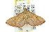  ( - 11ANIC-01725)  @14 [ ] CreativeCommons - Attribution (2011) ANIC/CBG Photography Group Centre for Biodiversity Genomics
