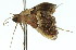  ( - 11ANIC-01733)  @13 [ ] CreativeCommons - Attribution (2011) ANIC/CBG Photography Group Centre for Biodiversity Genomics