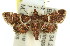  ( - 11ANIC-01735)  @14 [ ] CreativeCommons - Attribution (2011) ANIC/CBG Photography Group Centre for Biodiversity Genomics