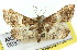  ( - 11ANIC-01739)  @11 [ ] CreativeCommons - Attribution (2011) ANIC/CBG Photography Group Centre for Biodiversity Genomics