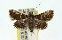  ( - 11ANIC-01743)  @13 [ ] CreativeCommons - Attribution (2011) ANIC/CBG Photography Group Centre for Biodiversity Genomics