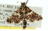  ( - 11ANIC-01744)  @12 [ ] CreativeCommons - Attribution (2011) ANIC/CBG Photography Group Centre for Biodiversity Genomics