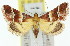  ( - 11ANIC-01748)  @11 [ ] CreativeCommons - Attribution (2011) ANIC/CBG Photography Group Centre for Biodiversity Genomics