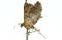  ( - 11ANIC-01749)  @12 [ ] CreativeCommons - Attribution (2011) ANIC/CBG Photography Group Centre for Biodiversity Genomics