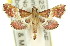  (Persicoptera sp. ANIC1 - 11ANIC-01750)  @14 [ ] CreativeCommons - Attribution (2011) ANIC/CBG Photography Group Centre for Biodiversity Genomics