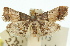  ( - 11ANIC-01772)  @11 [ ] CreativeCommons - Attribution (2011) ANIC/CBG Photography Group Centre for Biodiversity Genomics