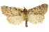  ( - 11ANIC-01781)  @11 [ ] CreativeCommons - Attribution (2011) ANIC/CBG Photography Group Centre for Biodiversity Genomics