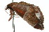  ( - 11ANIC-01812)  @12 [ ] CreativeCommons - Attribution (2011) ANIC/CBG Photography Group Centre for Biodiversity Genomics