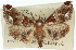  ( - 11ANIC-01813)  @11 [ ] CreativeCommons - Attribution (2011) ANIC/CBG Photography Group Centre for Biodiversity Genomics