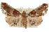  ( - 11ANIC-01814)  @13 [ ] CreativeCommons - Attribution (2011) ANIC/CBG Photography Group Centre for Biodiversity Genomics