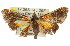  ( - 11ANIC-01815)  @12 [ ] CreativeCommons - Attribution (2011) ANIC/CBG Photography Group Centre for Biodiversity Genomics