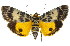  ( - 11ANIC-01866)  @15 [ ] CreativeCommons - Attribution (2011) ANIC/CBG Photography Group Centre for Biodiversity Genomics