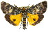  ( - 11ANIC-01868)  @15 [ ] CreativeCommons - Attribution (2011) ANIC/CBG Photography Group Centre for Biodiversity Genomics