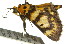  ( - 11ANIC-01876)  @14 [ ] CreativeCommons - Attribution (2011) ANIC/CBG Photography Group Centre for Biodiversity Genomics