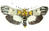  ( - 11ANIC-01883)  @15 [ ] CreativeCommons - Attribution (2011) ANIC/CBG Photography Group Centre for Biodiversity Genomics