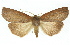  ( - 11ANIC-01906)  @11 [ ] CreativeCommons - Attribution (2011) ANIC/CBG Photography Group Centre for Biodiversity Genomics