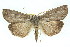  ( - 11ANIC-01928)  @14 [ ] CreativeCommons - Attribution (2011) ANIC/CBG Photography Group Centre for Biodiversity Genomics
