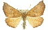  (Mnesampela privata - 11ANIC-01952)  @15 [ ] CreativeCommons - Attribution (2011) ANIC/CBG Photography Group Centre for Biodiversity Genomics