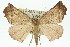  ( - 11ANIC-01954)  @13 [ ] CreativeCommons - Attribution (2011) ANIC/CBG Photography Group Centre for Biodiversity Genomics