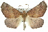  ( - 11ANIC-01956)  @15 [ ] CreativeCommons - Attribution (2011) ANIC/CBG Photography Group Centre for Biodiversity Genomics