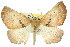  ( - 11ANIC-01957)  @11 [ ] CreativeCommons - Attribution (2011) ANIC/CBG Photography Group Centre for Biodiversity Genomics