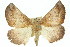  ( - 11ANIC-01958)  @11 [ ] CreativeCommons - Attribution (2011) ANIC/CBG Photography Group Centre for Biodiversity Genomics