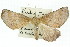  ( - 11ANIC-01960)  @13 [ ] CreativeCommons - Attribution (2011) ANIC/CBG Photography Group Centre for Biodiversity Genomics