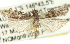  (Cryptoblabes adoceta - 11ANIC-01999)  @14 [ ] CreativeCommons - Attribution (2011) ANIC/CBG Photography Group Centre for Biodiversity Genomics