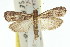  (Cryptoblabes sp. ANIC7 - 11ANIC-02012)  @15 [ ] CreativeCommons - Attribution (2011) ANIC/CBG Photography Group Centre for Biodiversity Genomics