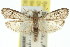  ( - 11ANIC-02017)  @11 [ ] CreativeCommons - Attribution (2011) ANIC/CBG Photography Group Centre for Biodiversity Genomics