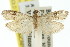  ( - 11ANIC-02018)  @11 [ ] CreativeCommons - Attribution (2011) ANIC/CBG Photography Group Centre for Biodiversity Genomics