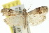  (Cryptoblabes sp. ANIC9 - 11ANIC-02019)  @15 [ ] CreativeCommons - Attribution (2011) ANIC/CBG Photography Group Centre for Biodiversity Genomics
