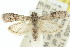  (Cryptoblabes sp. ANIC8 - 11ANIC-02025)  @15 [ ] CreativeCommons - Attribution (2011) ANIC/CBG Photography Group Centre for Biodiversity Genomics