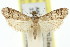  (Cryptoblabes sp. ANIC12 - 11ANIC-02028)  @11 [ ] CreativeCommons - Attribution (2011) ANIC/CBG Photography Group Centre for Biodiversity Genomics