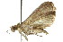  ( - 11ANIC-02030)  @12 [ ] CreativeCommons - Attribution (2011) ANIC/CBG Photography Group Centre for Biodiversity Genomics