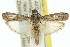  ( - 11ANIC-02053)  @15 [ ] CreativeCommons - Attribution (2011) ANIC/CBG Photography Group Centre for Biodiversity Genomics