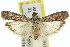 ( - 11ANIC-02054)  @13 [ ] CreativeCommons - Attribution (2011) ANIC/CBG Photography Group Centre for Biodiversity Genomics