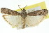  (Ceutholopha sp. ANIC1 - 11ANIC-02055)  @11 [ ] CreativeCommons - Attribution (2011) ANIC/CBG Photography Group Centre for Biodiversity Genomics