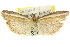  ( - 11ANIC-02078)  @11 [ ] CreativeCommons - Attribution (2011) ANIC/CBG Photography Group Centre for Biodiversity Genomics