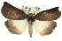  ( - 11ANIC-02091)  @14 [ ] CreativeCommons - Attribution (2011) ANIC/CBG Photography Group Centre for Biodiversity Genomics