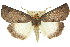  (Fisera sp. ANIC3 - 11ANIC-02099)  @15 [ ] CreativeCommons - Attribution (2011) ANIC/CBG Photography Group Centre for Biodiversity Genomics