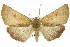  ( - 11ANIC-02126)  @11 [ ] CreativeCommons - Attribution (2011) ANIC/CBG Photography Group Centre for Biodiversity Genomics