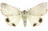  ( - 11ANIC-02176)  @11 [ ] CreativeCommons - Attribution (2011) ANIC/CBG Photography Group Centre for Biodiversity Genomics