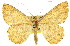  (Synegia aurantiaca - 11ANIC-02241)  @15 [ ] CreativeCommons - Attribution (2011) ANIC/CBG Photography Group Centre for Biodiversity Genomics
