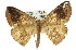  ( - 11ANIC-02243)  @11 [ ] CreativeCommons - Attribution (2011) ANIC/CBG Photography Group Centre for Biodiversity Genomics
