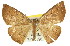  ( - 11ANIC-02244)  @11 [ ] CreativeCommons - Attribution (2011) ANIC/CBG Photography Group Centre for Biodiversity Genomics