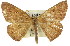  ( - 11ANIC-02248)  @11 [ ] CreativeCommons - Attribution (2011) ANIC/CBG Photography Group Centre for Biodiversity Genomics