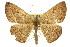  ( - 11ANIC-02257)  @14 [ ] CreativeCommons - Attribution (2011) ANIC/CBG Photography Group Centre for Biodiversity Genomics